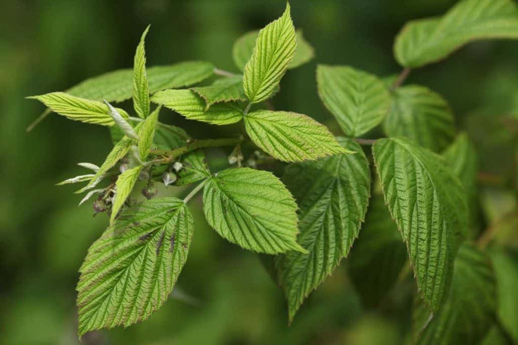 new raspberries forming at top of a cane with green leaves