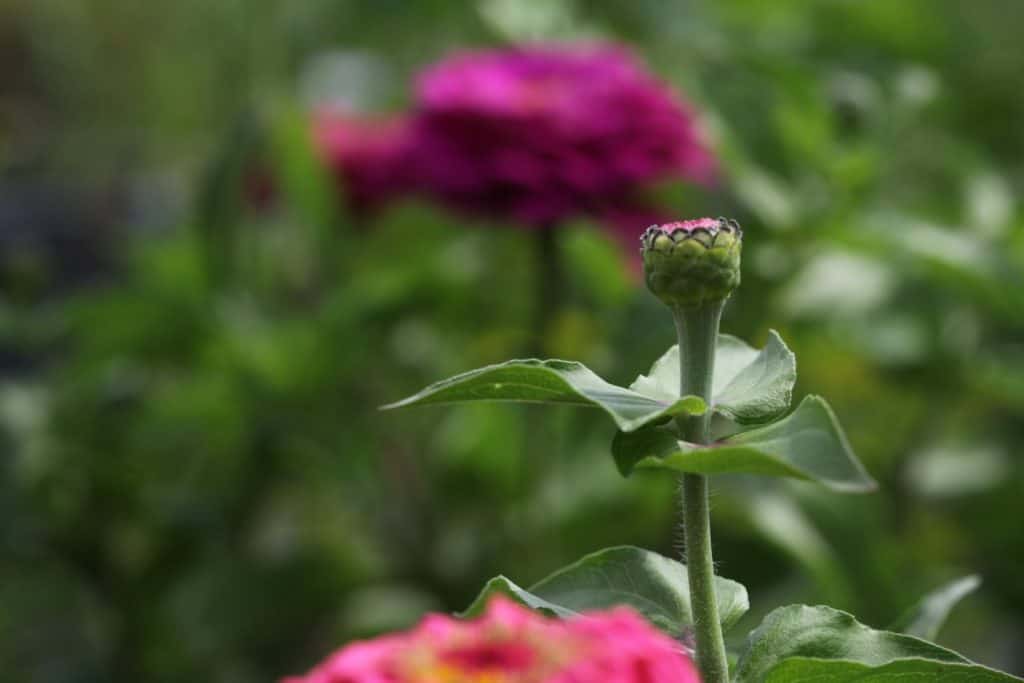 a zinnia stem with a flower bud, showing how to grow zinnias