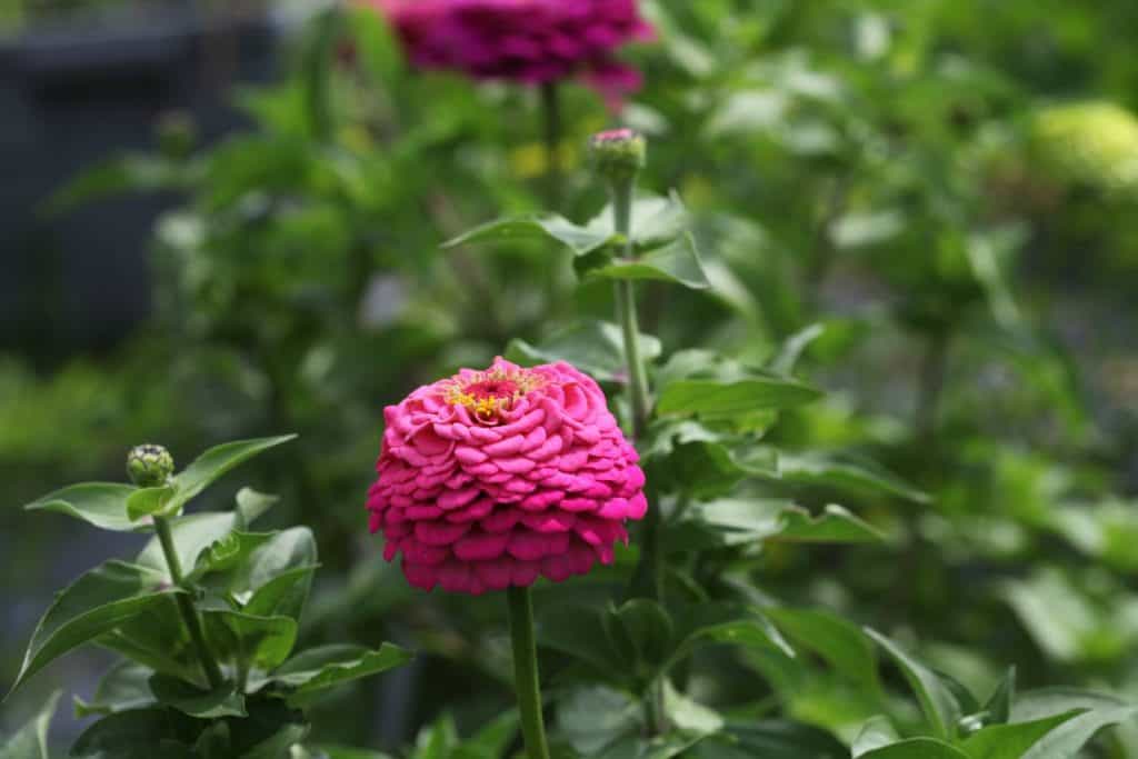 pink zinnias growing in the garden