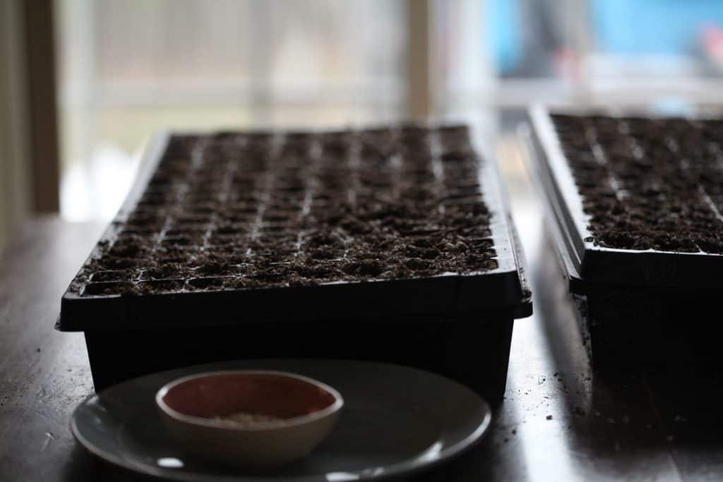 black seed starting trays filled with soil