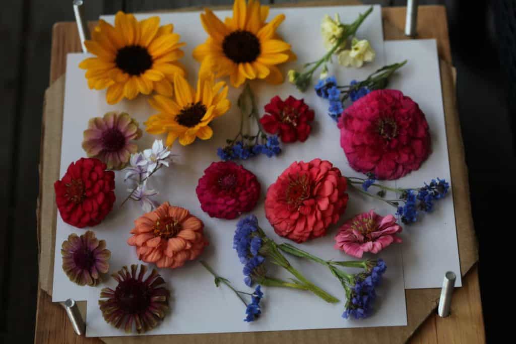colourful flowers on a diy flower press