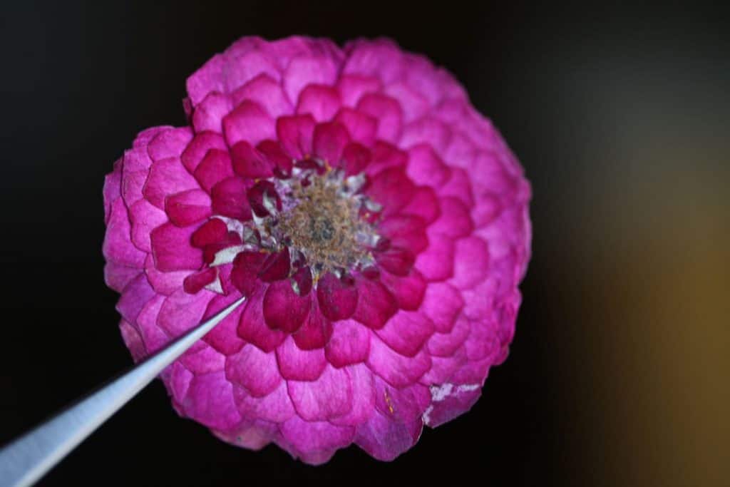 a pressed pink zinnia held up with a pair of tweezers