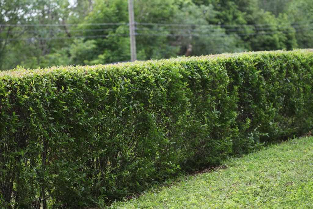 trimmed green privet hedge