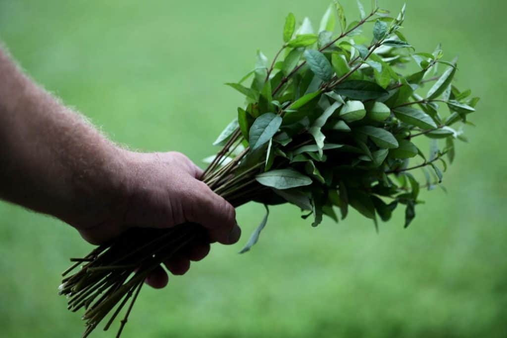 a hand holding privet stems against a green blurred background