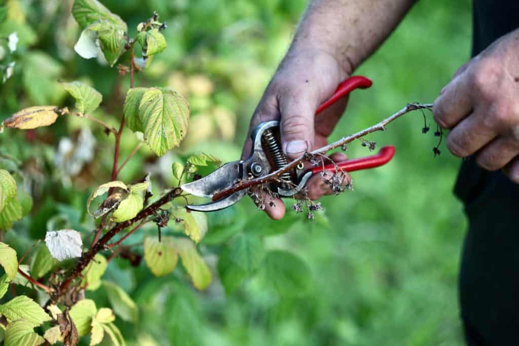 a hand holding clippers and pruning a dead portion off a raspberry cane