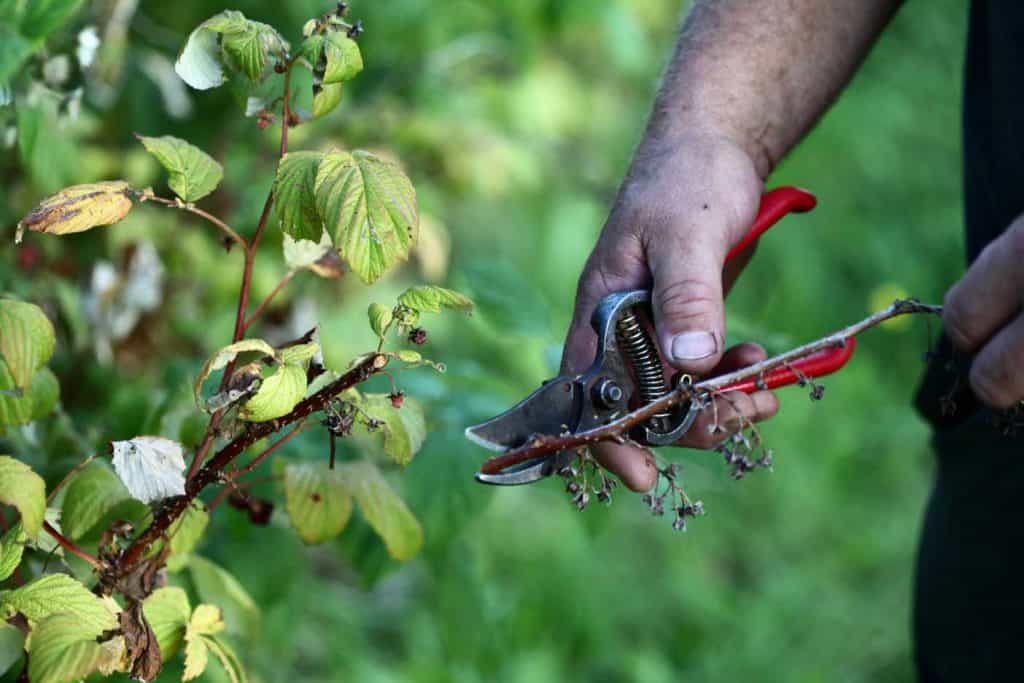 pruning ever bearing raspberries