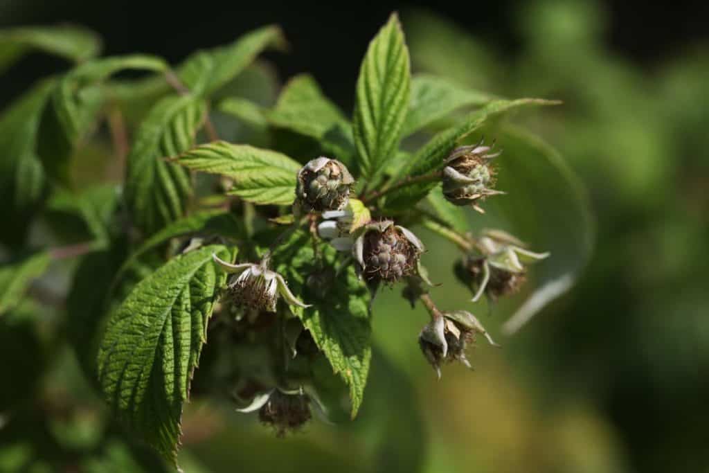 raspberries continue to grow on primocanes, year one, ever bearing raspberries at the end of August