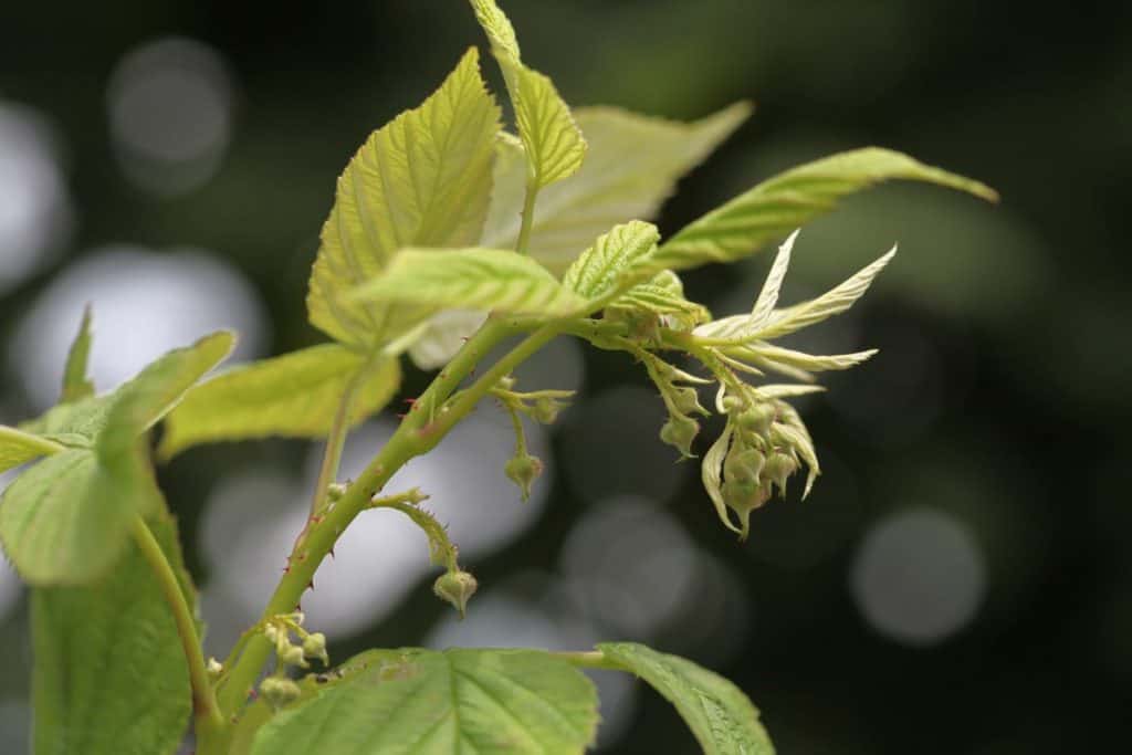 green buds of raspberries forming on primocane tips in year one