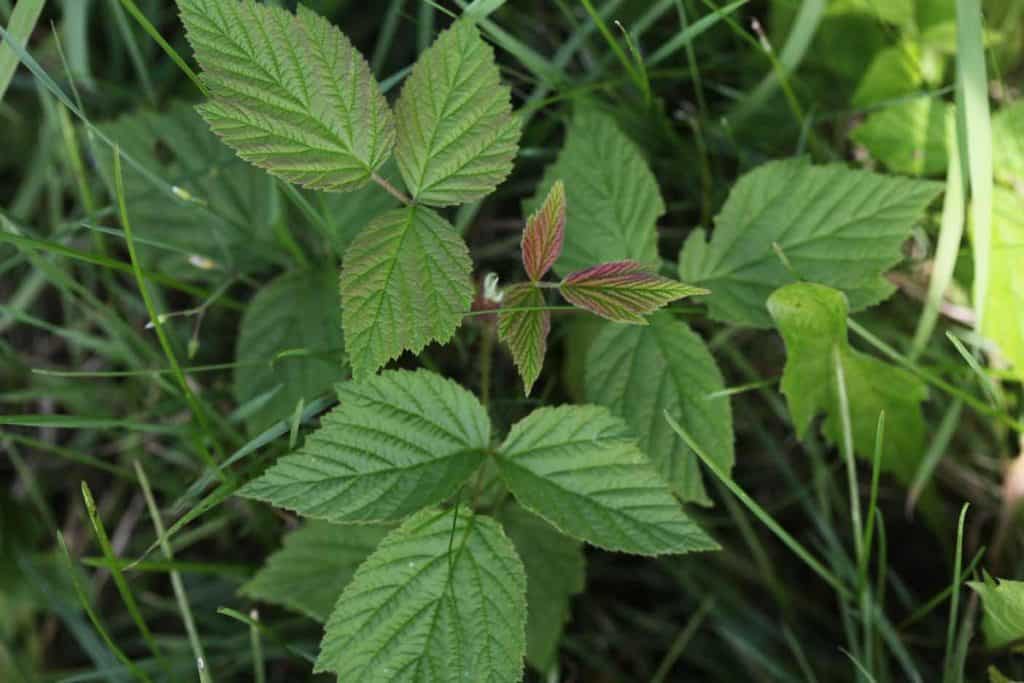 green leaved raspberry suckers