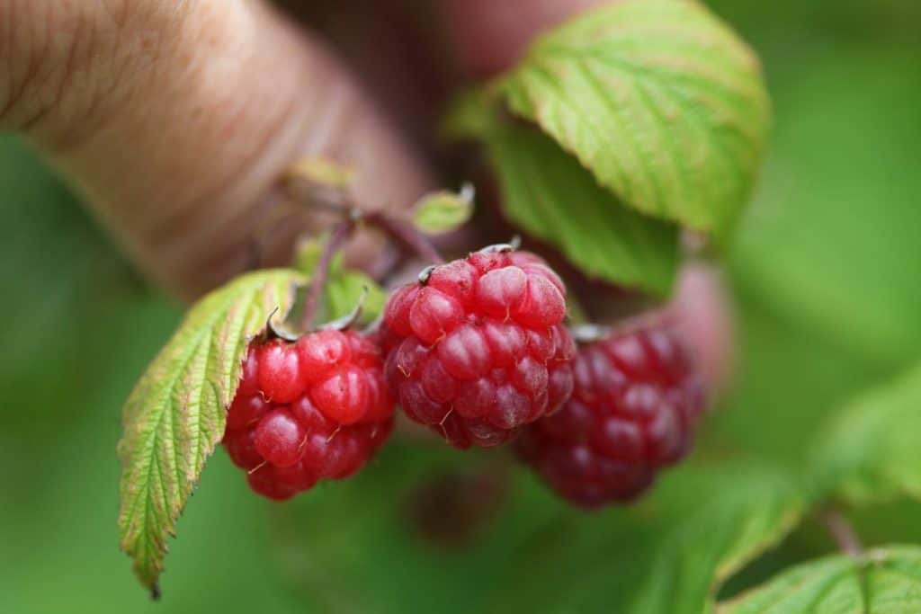 a hand holding red raspberries on a bush