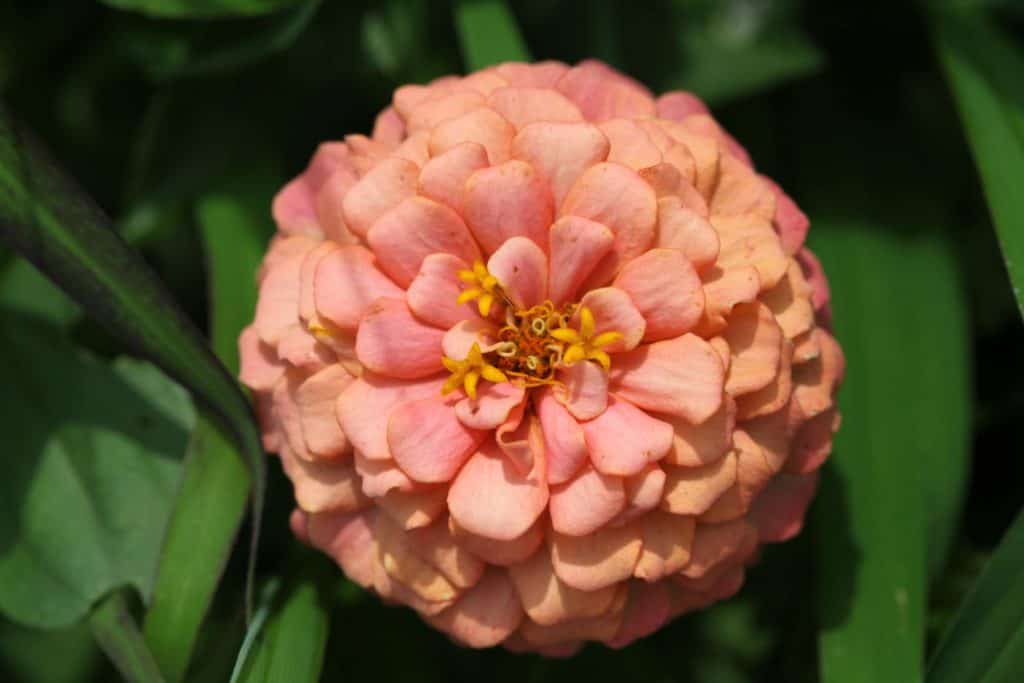 salmon coloured zinnia seedling