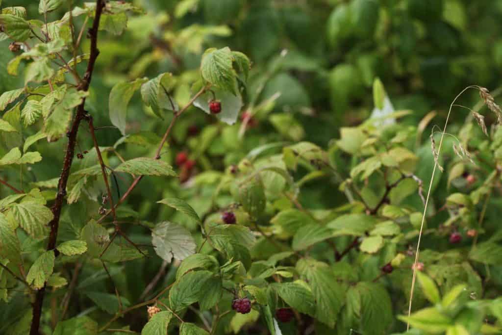 raspberry bushes with green leaves and berries