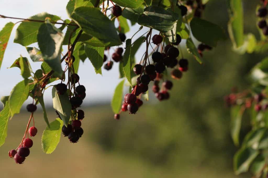 a serviceberry tree with red berries hanging in clusters