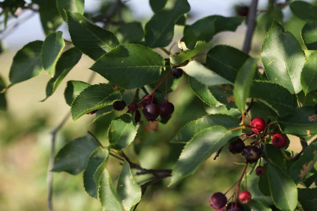 serviceberry tree with maroon coloured berries