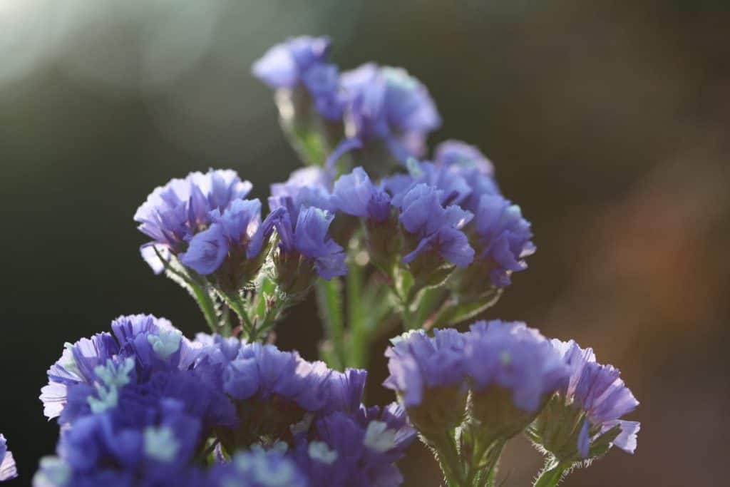 purple statice flowers in the sunlight against a blurred background