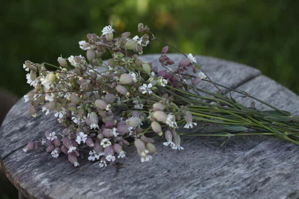 a bouquet of silene blushing lanterns on a round grey weathered wooden table