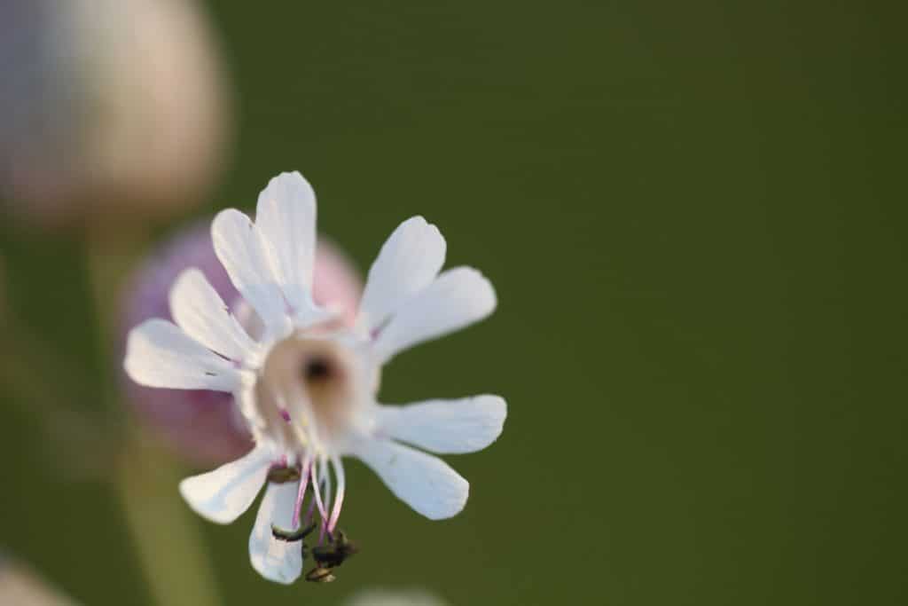 a view of silene blushing lanterns petals against a blurred green background