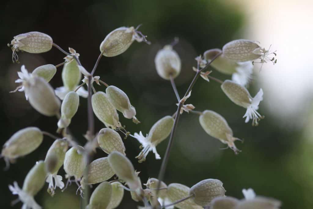 small round balloon-like flowers growing on stems, held up against a blurred green background