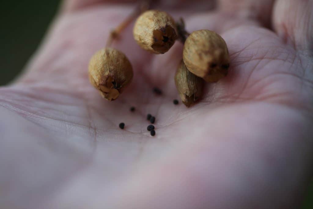 a hand holding dried silene seed pods with small black seeds 