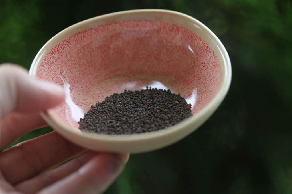 a hand holding a pink bowl containing black silene vulgaris seeds, against a blurred green background