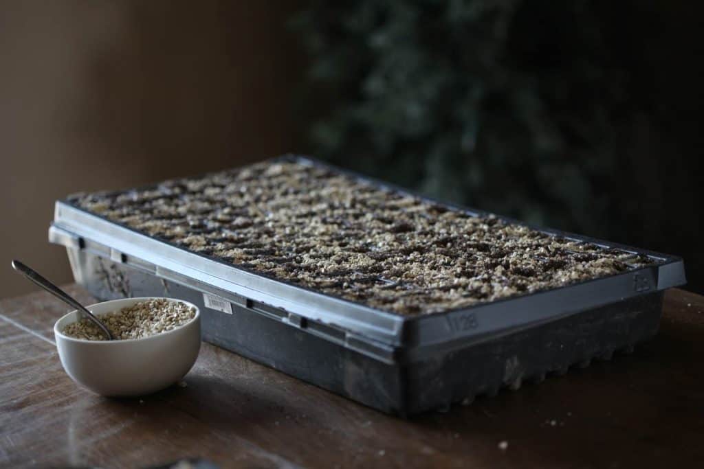 a black seedling cell tray with soil and vermiculite, showing how to grow Silene blushing lanterns
