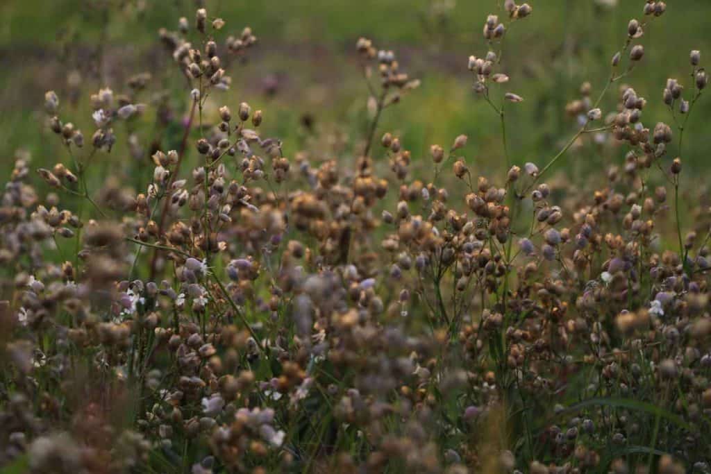 brown spent flowers in the garden