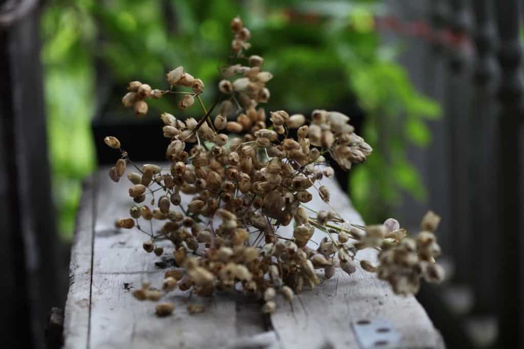 spent silene vulgaris seed pods, dried and full of seeds, laying on a grey wooden box with a blurred background