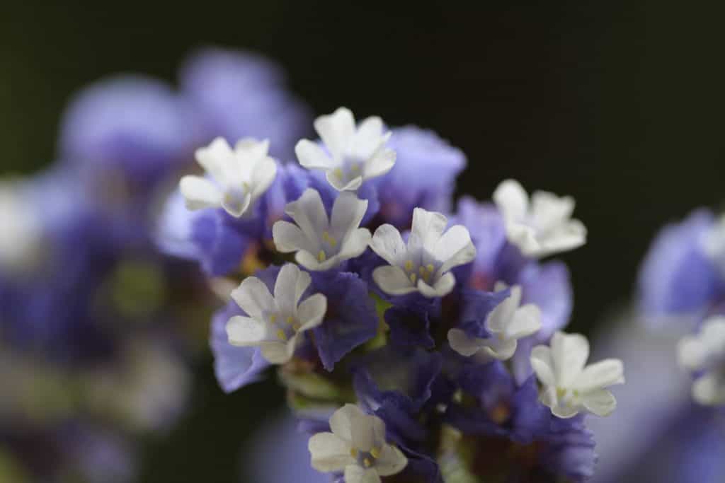 purple statice with white flowers against a dark blurred background