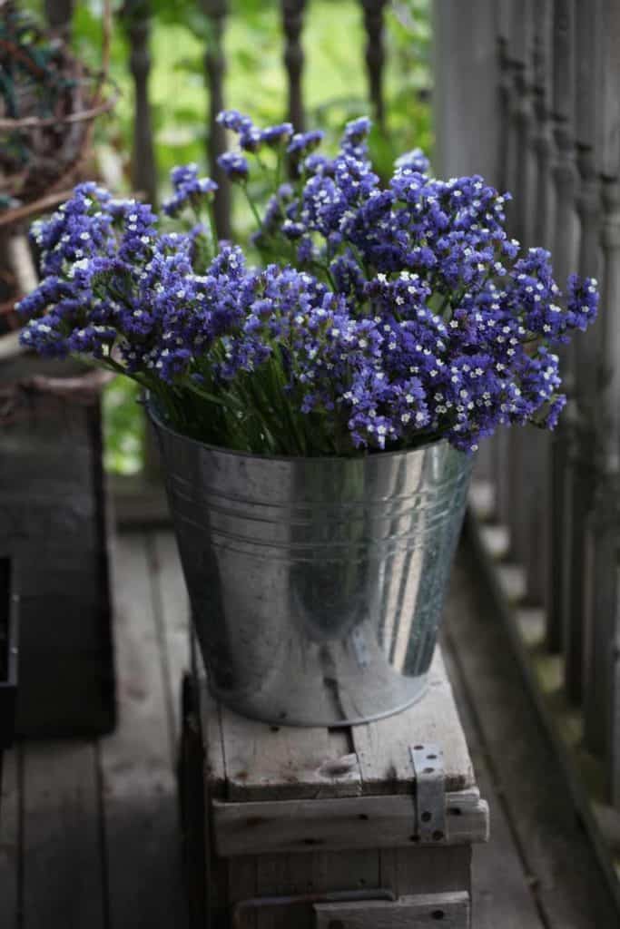 freshly cut purple statice in a metal bucket on a grey wooden box on a wooden deck