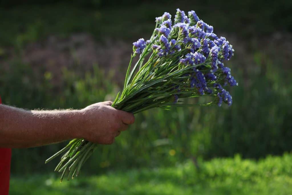 a hand holding a bouquet of statice