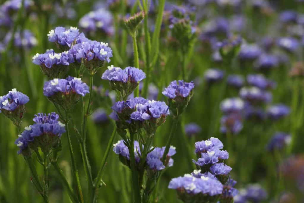 statice Seeker pastel blue growing in the garden