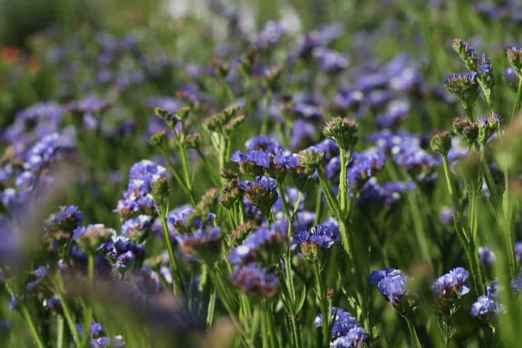 purple flowers with green stems growing in the garden