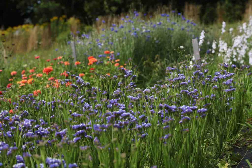 garden full of purple, orange, and white flowers