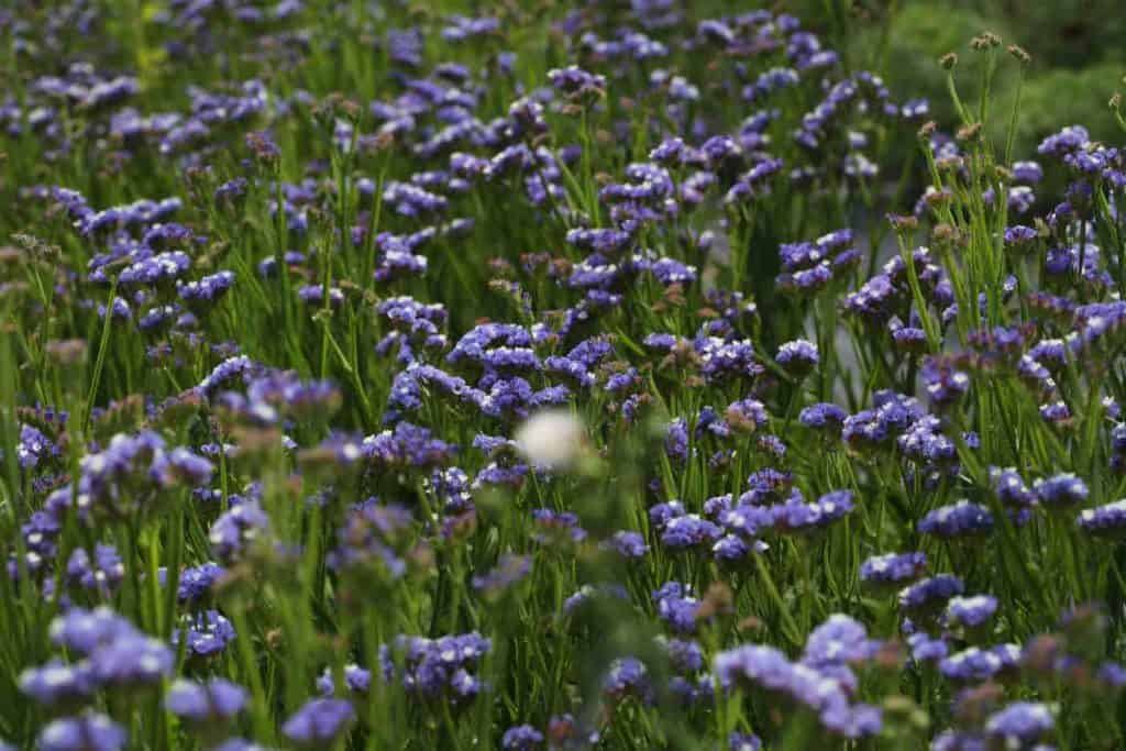 purple statice growing in the garden