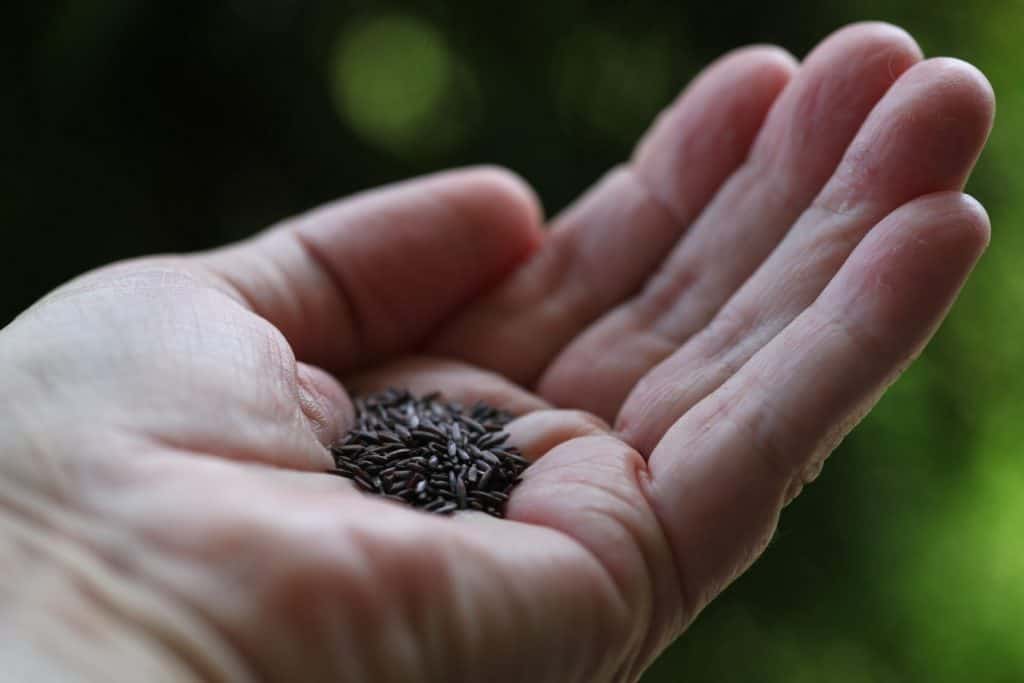 a hand holding statice seeds against a green blurred background