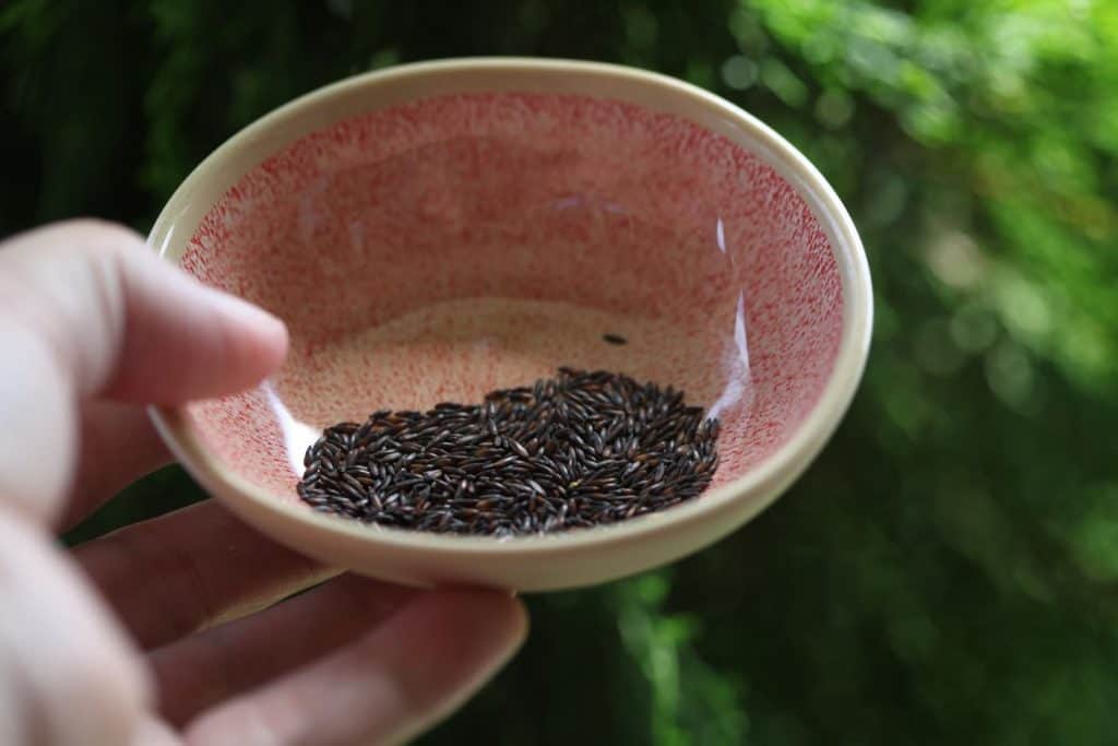 a hand holding a pink bowl with statice seeds, against a green blurred background