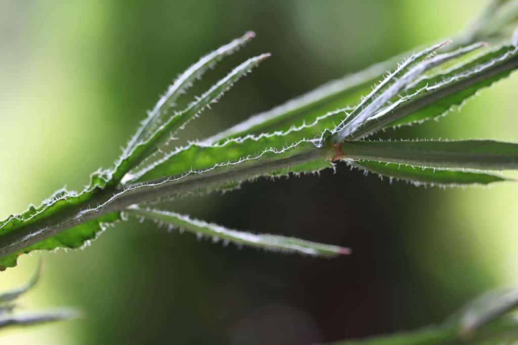 a green stem with hairy edges against a green blurred background