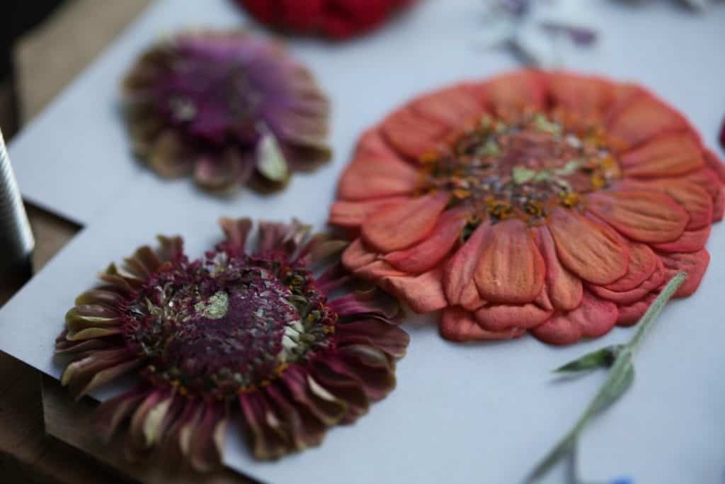 zinnia flowers  that have been slightly pressed by a flower press