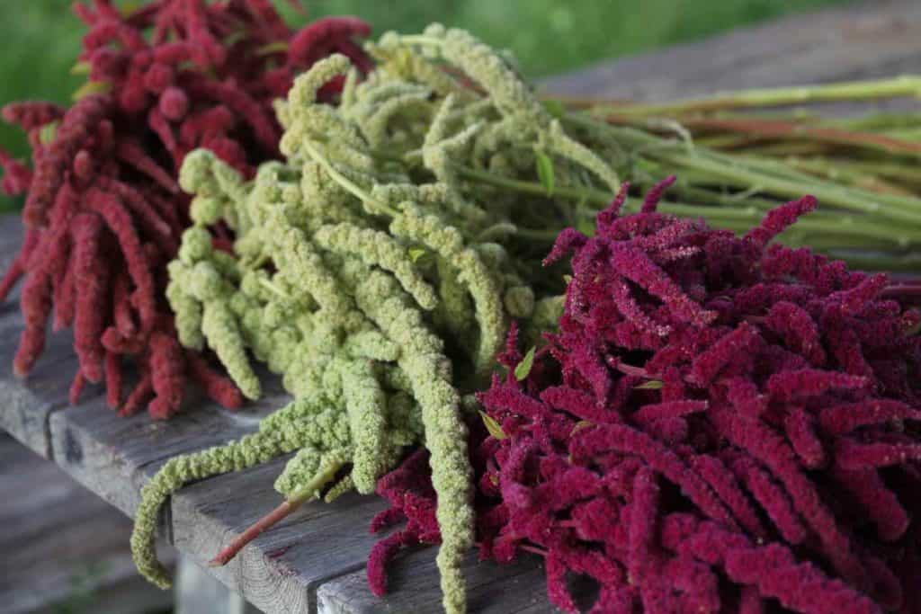 three varieties of love lies bleeding grown from seed in shades of pink and green