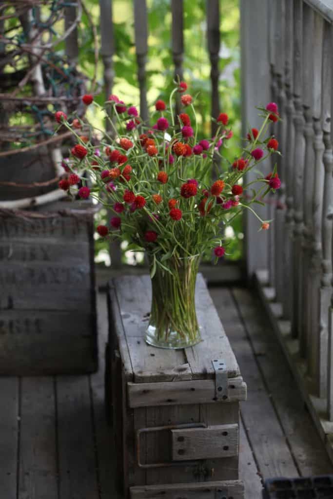 vase of globe amaranth on a grey wooden crate