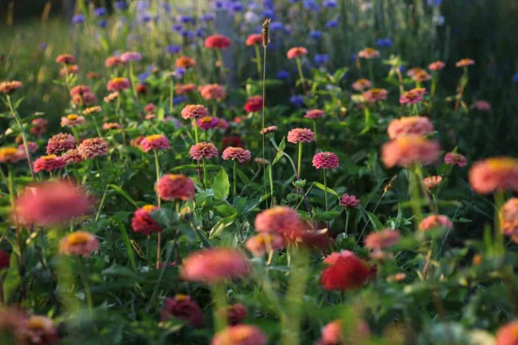 a large patch of salmon coloured zinnias in the garden