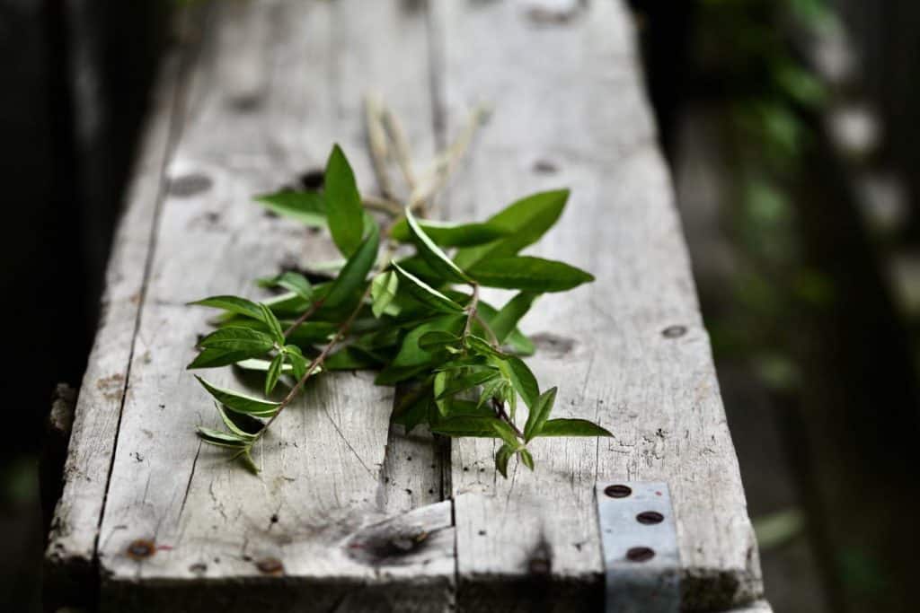 green privet cuttings on a grey weathered wooden box