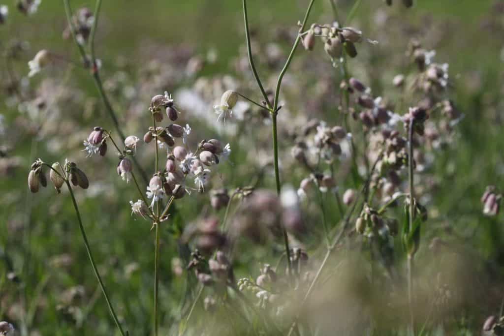 balloon-like flowers with white petals, growing in a field