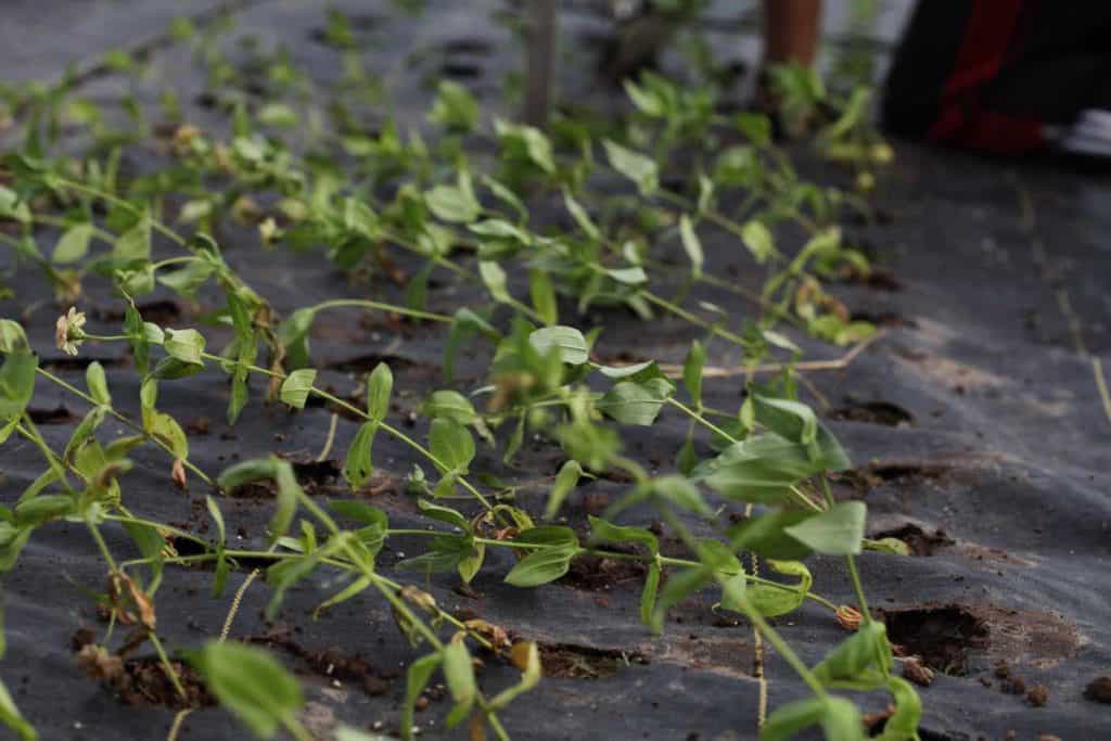 zinnia seedlings planted in fabric