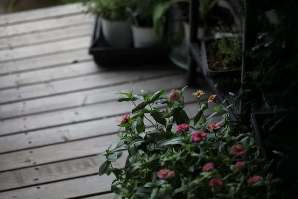 zinnia seedlings in a cell tray on a wooden deck