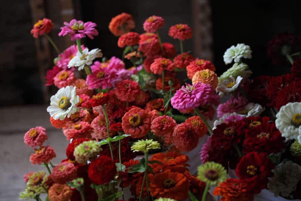 colourful buckets of freshly harvested zinnias