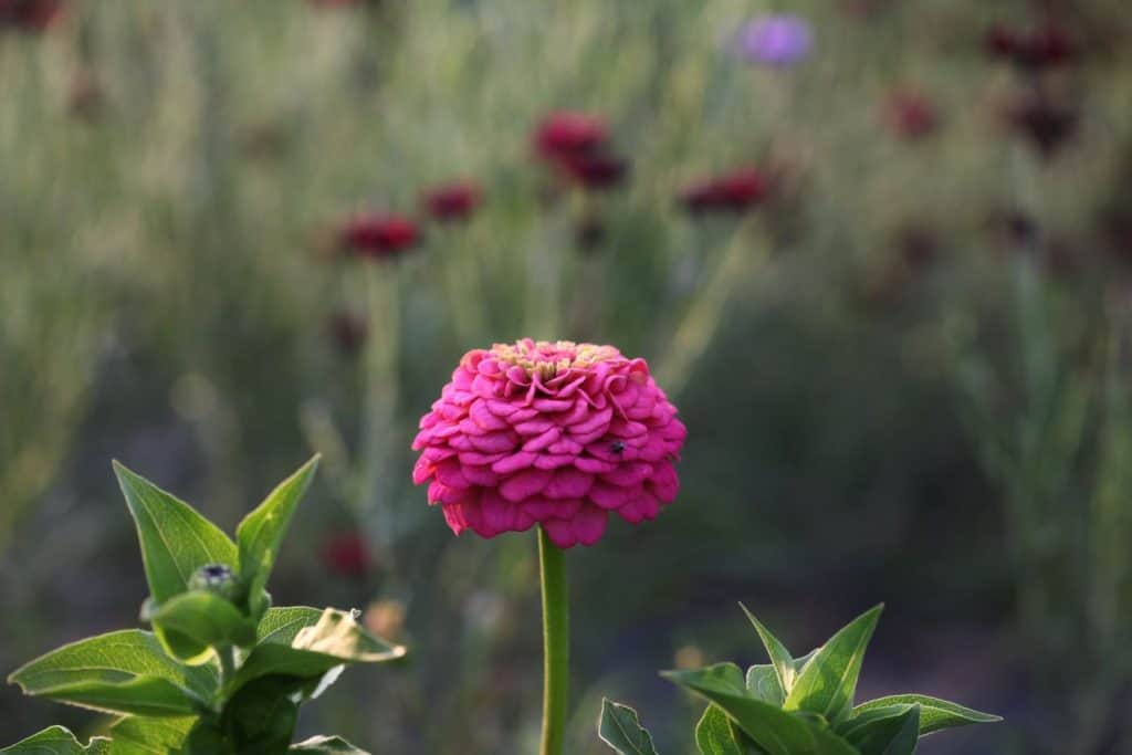 a pink zinnia growing in the garden