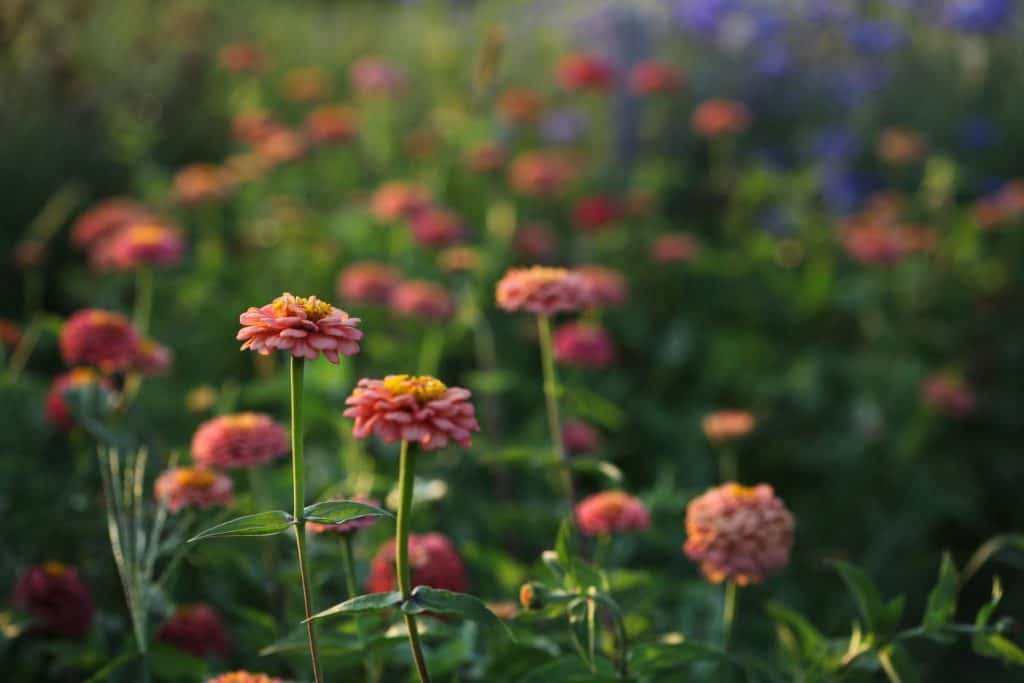 a group of orange zinnias in the garden, showing how to grow zinnias