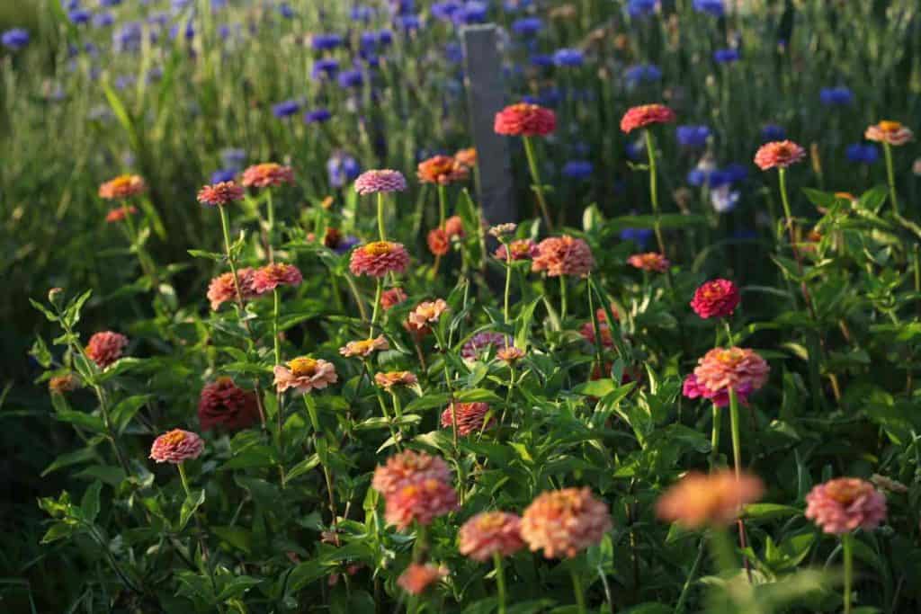 orange zinnias and blue bachelor buttons growing in the garden