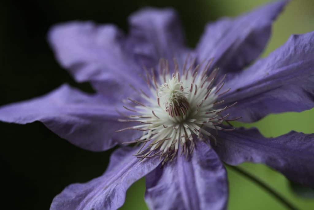 a light purple clematis flower